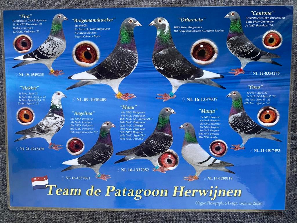 Duivin 2023 inteelt Brugemannkweker, Dieren en Toebehoren, Vogels | Duiven, Vrouwelijk, Postduif