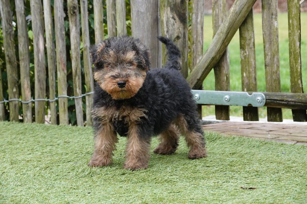 Magnifiques chiots Welsh Terrier (parents présents), Autres races, Plusieurs, Hépatite contagieuse (maladie de Rubarth), Belgique