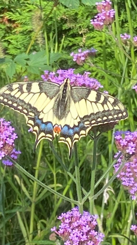 Verbena en Aquilegia, Tuin en Terras, Planten | Tuinplanten, Vaste plant, Ophalen