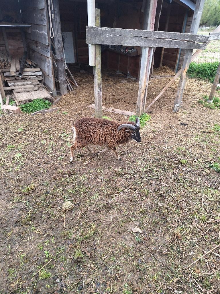 Soay schapen, Dieren en Toebehoren, Schapen, Geiten en Varkens, Meerdere dieren, Schaap, 0 tot 2 jaar
