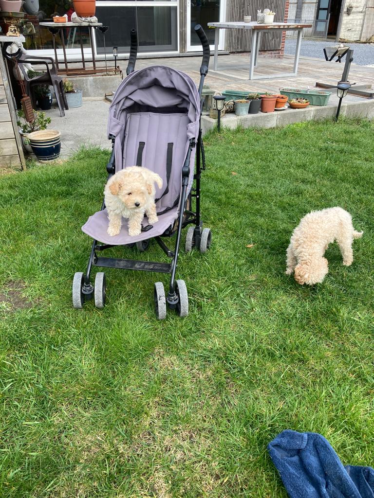 poedel pup mini, Dieren en Toebehoren, Poedel, Parvo, België, Fokker | Hobbymatig