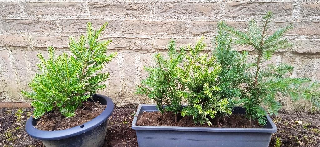 Plants d'if de 25 à 30 cm GRATUITS, Jardin & Terrasse, Enlèvement, Taxus, Moins de 100 cm