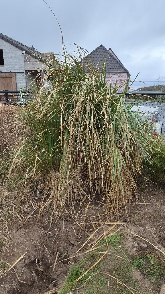 2 pampasgras planten, Ophalen