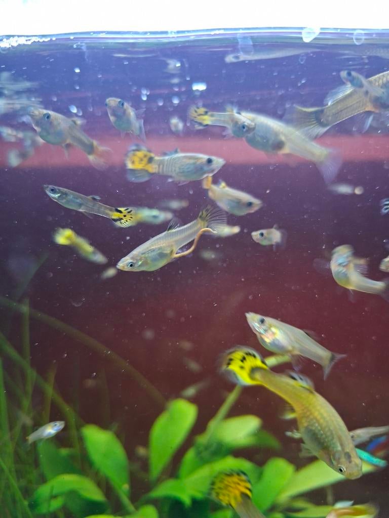 Guppies / guppen, Vis