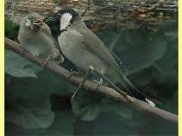 WITWANG BUULBUUL IRAKI, Dieren en Toebehoren, Vogels | Overige Vogels, Vrouwelijk, Tropenvogel, Geringd