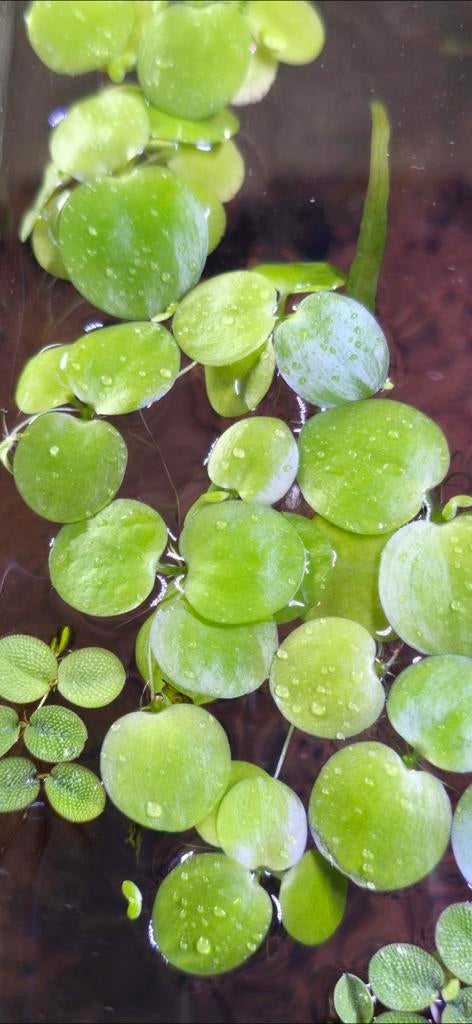 Iemand interesse in drijfplantjes?, Ophalen