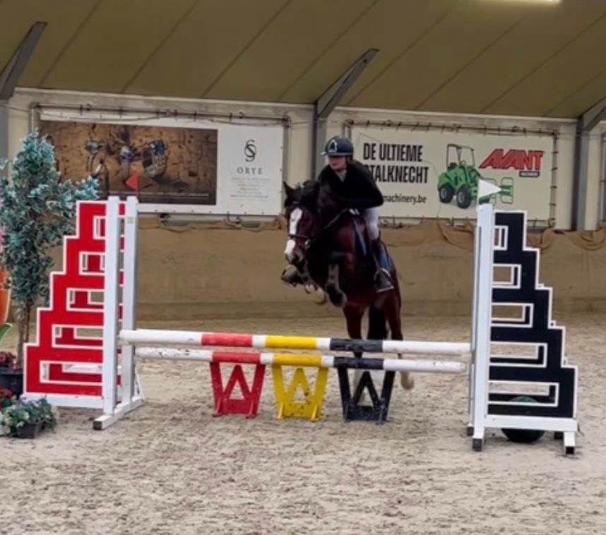 3 leuke pony’s, Dieren en Toebehoren, Pony's, Hengst, B