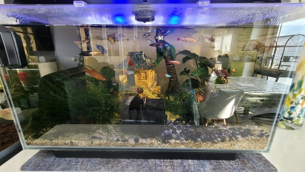 vissen te koop, Ophalen, Overige typen