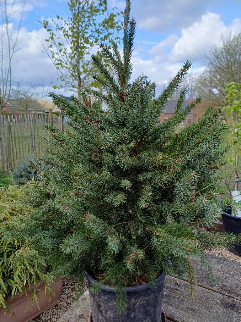 Picea omorica kerstboom, Tuin en Terras, Planten | Bomen, Ophalen, In pot