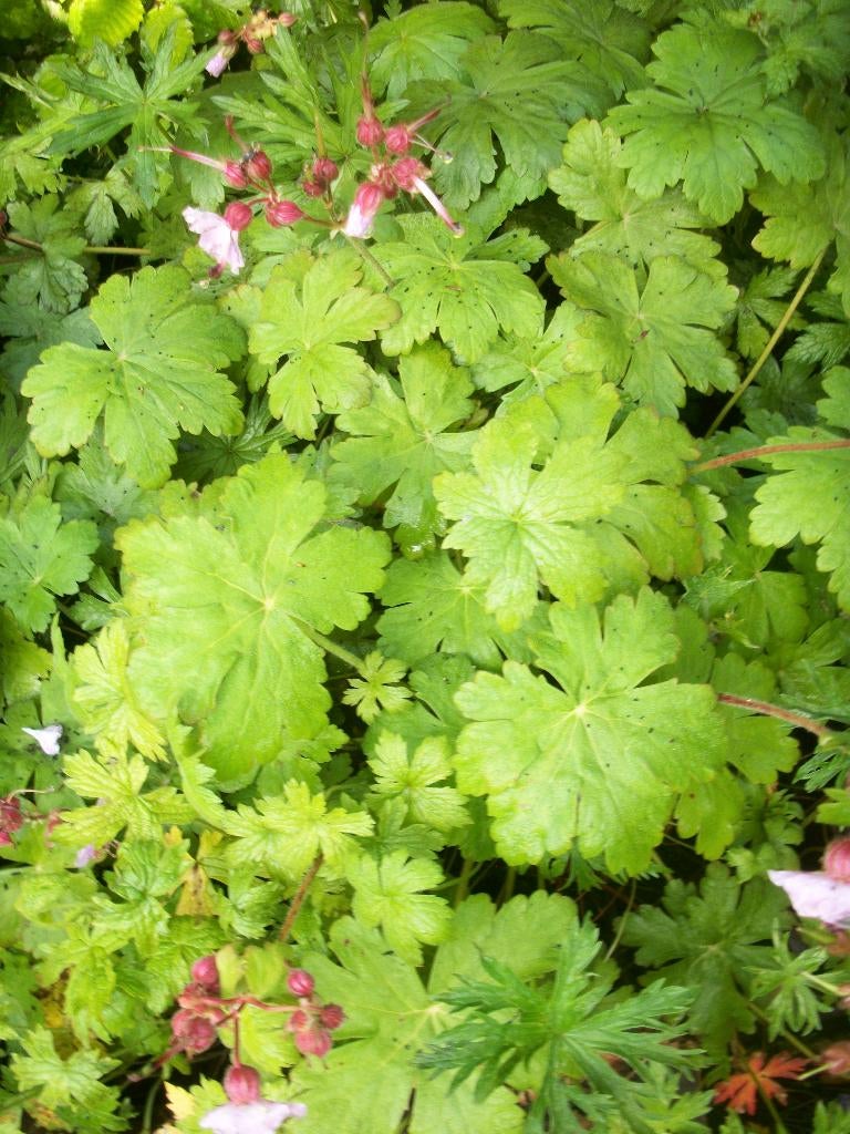 Geranium macrrorhizum 'Ingwersens Variety', Jardin & Terrasse, Plantes | Jardin, Plante fixe, Couvre-sol, Mi-ombre, Printemps
