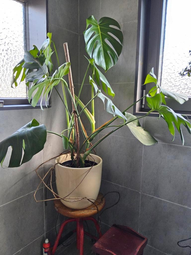Monstera en andere plantjes, Ophalen