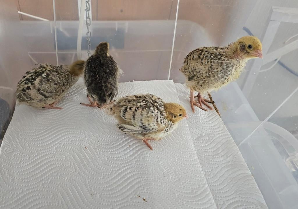 Japanse kwartels – opgegroeid, Sexe inconnu, Autres espèces