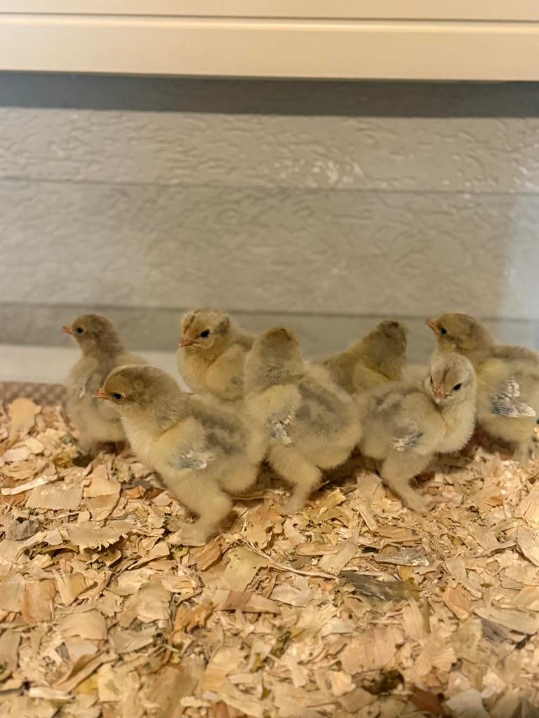 Brahma groothoender isabel parelgrijs patrijs hennen kuikens, Vrouwelijk, Kip