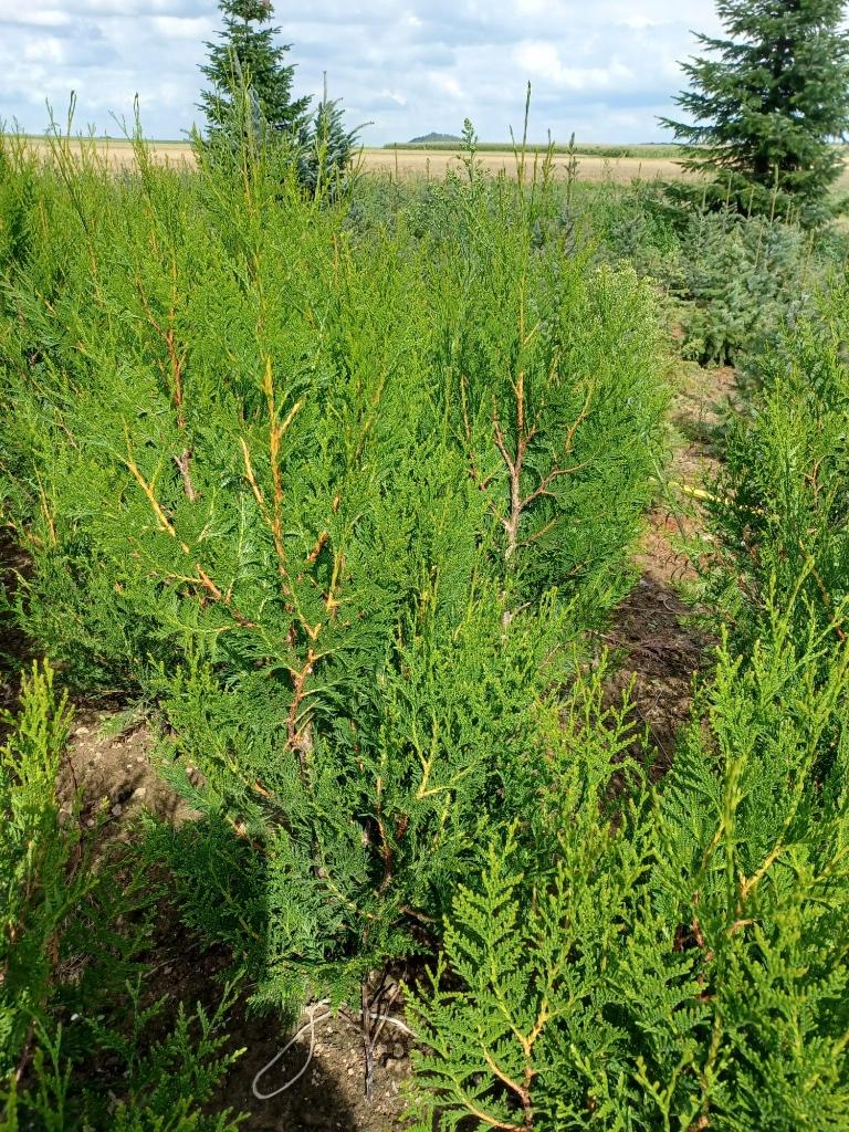 Thuja atrovirens, Tuin en Terras, Planten | Struiken en Hagen, Ophalen, Conifeer, Haag, 100 tot 250 cm