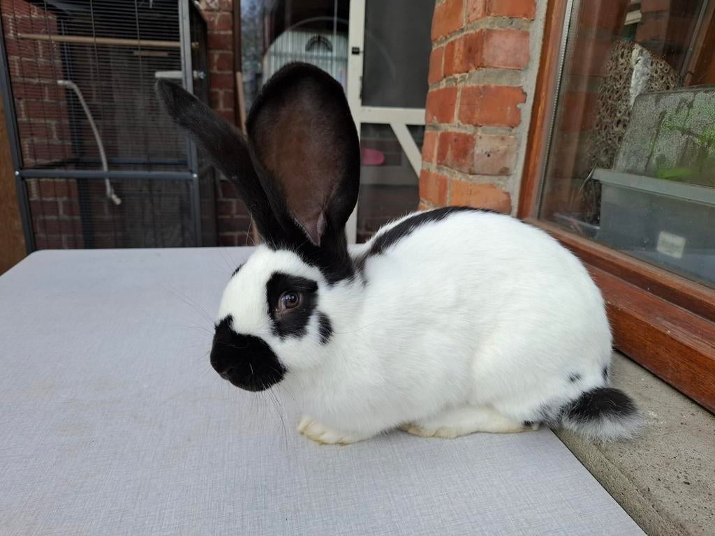 Mooie raszuivere lotharinger moer 16 weken oud, Dieren en Toebehoren, Konijnen