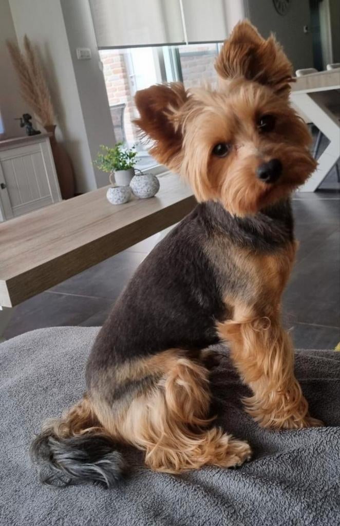 Yorkshire Terrier, Dieren en Toebehoren, België, Fokker | Hobbymatig, Reu, Parvo