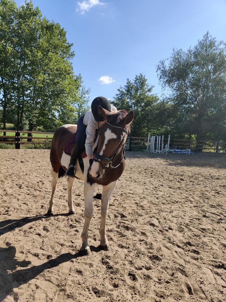 Valve stal/lease paard gezocht