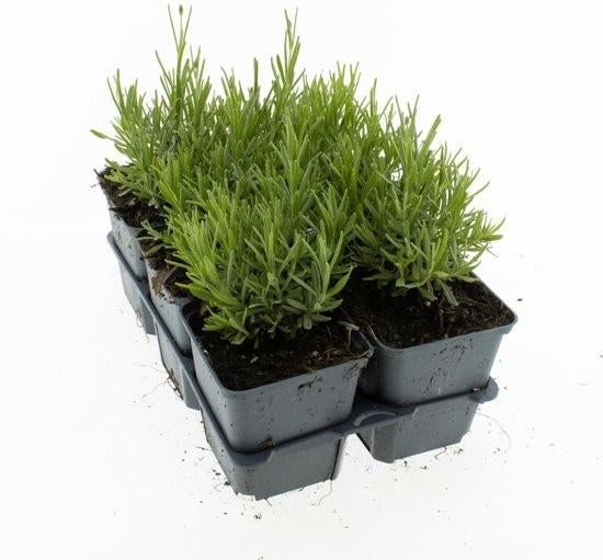 Lavendel, Tuin en Terras, Ophalen, Volle zon