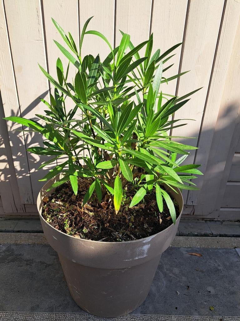 Oleander struik, Tuin en Terras, Planten | Tuinplanten, Ophalen, Vaste plant