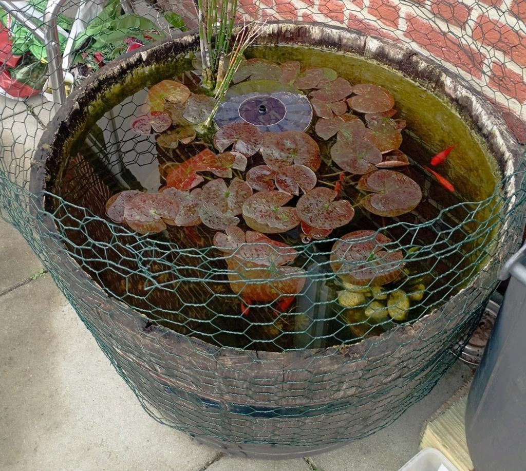 Étang : un demi-tonneau de vin, Enlèvement, Comme neuf