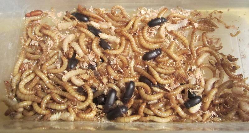 Startpakket MEELWORMEN KWEKEN vr reptiel, vis, vogels, kip.., Ophalen, Reptiel of Amfibie