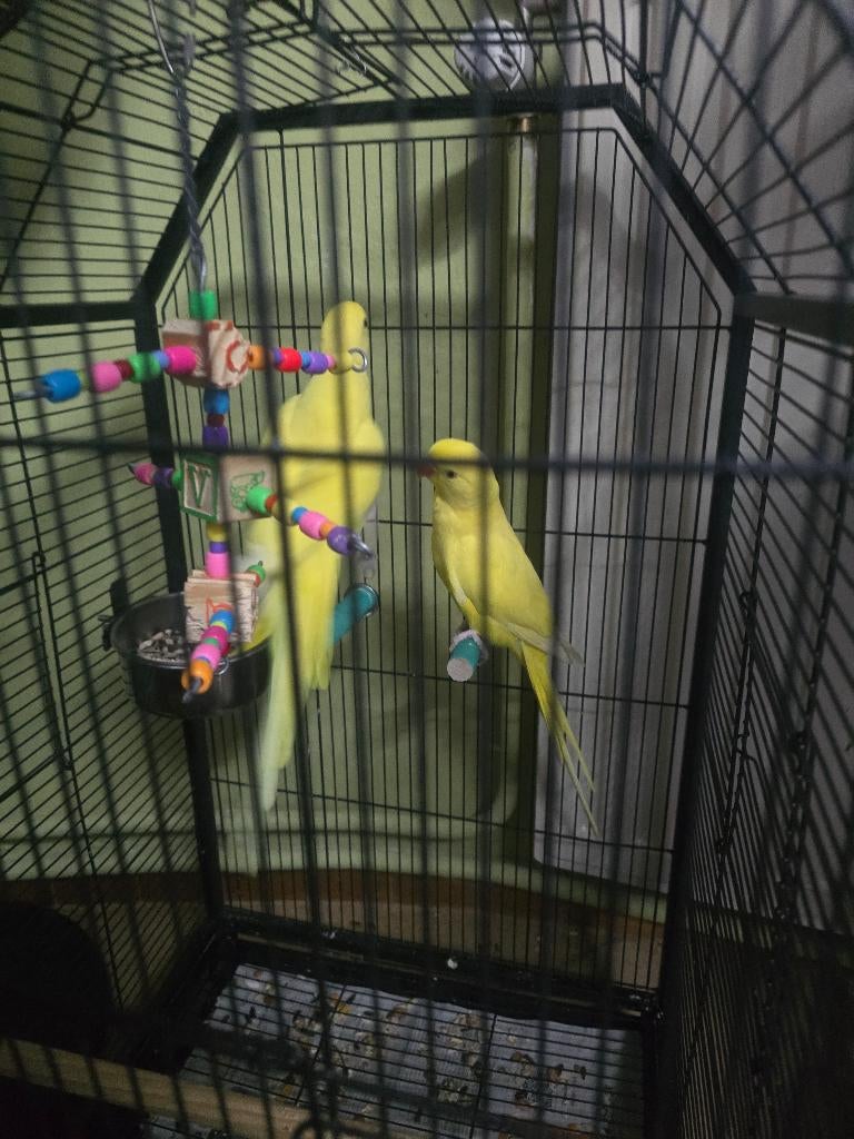 Lutino Halsbandparkiet Te Koop, Plusieurs animaux, Perroquet, Parleur