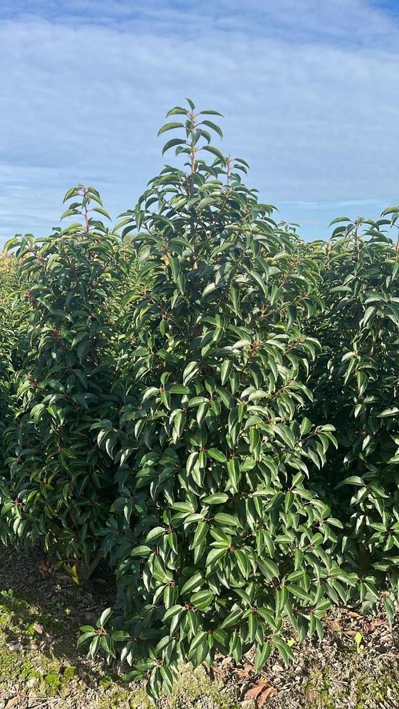 Laurel Oisterwijk, portugaise de formation professionnelle, Enlèvement ou Envoi, Laurier, Haie