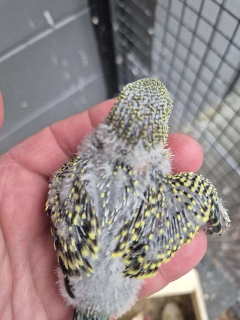 Grasparkieten  voor handopfok, Dieren en Toebehoren