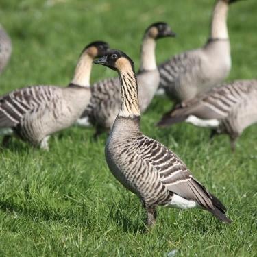 Hawaigans, Animaux & Accessoires, Volatiles, Sexe inconnu, Oie ou Cygne