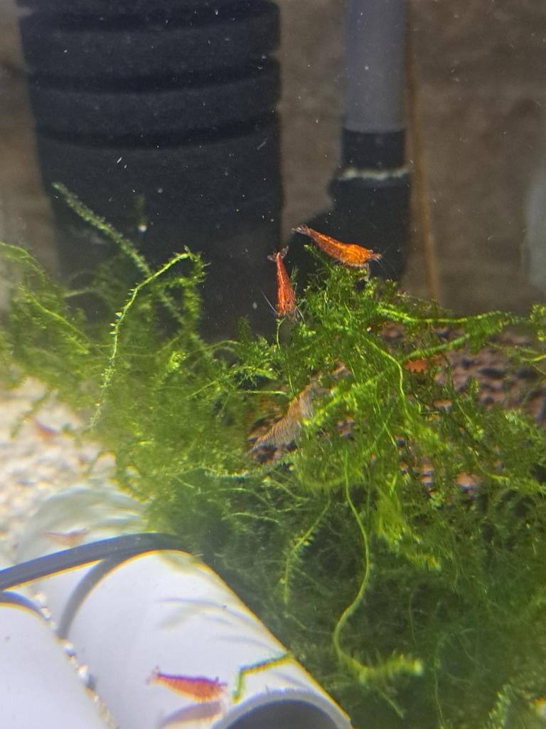 Neocaridina rouge crevettes aquarium, Animaux & Accessoires, Enlèvement