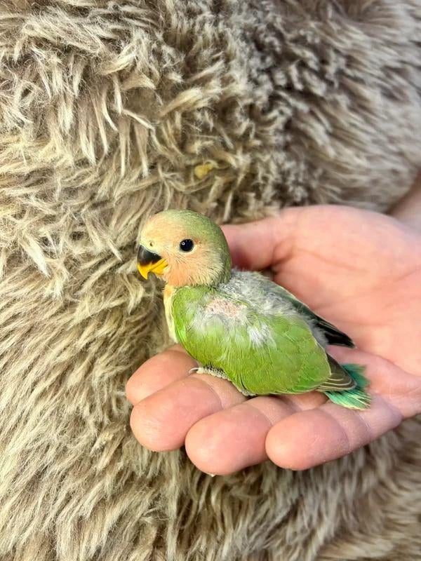 Inséparable Roseicollis EAM/apprivoisé à réserver, Animaux & Accessoires, Mâle, Perroquet nain ou Inséparable, Domestique