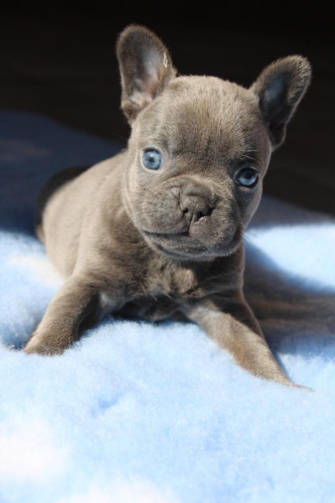 Chiots bouledogue français au nez ouvert plus long, Animaux & Accessoires, Bouledogue, Plusieurs, Hépatite contagieuse (maladie de Rubarth)