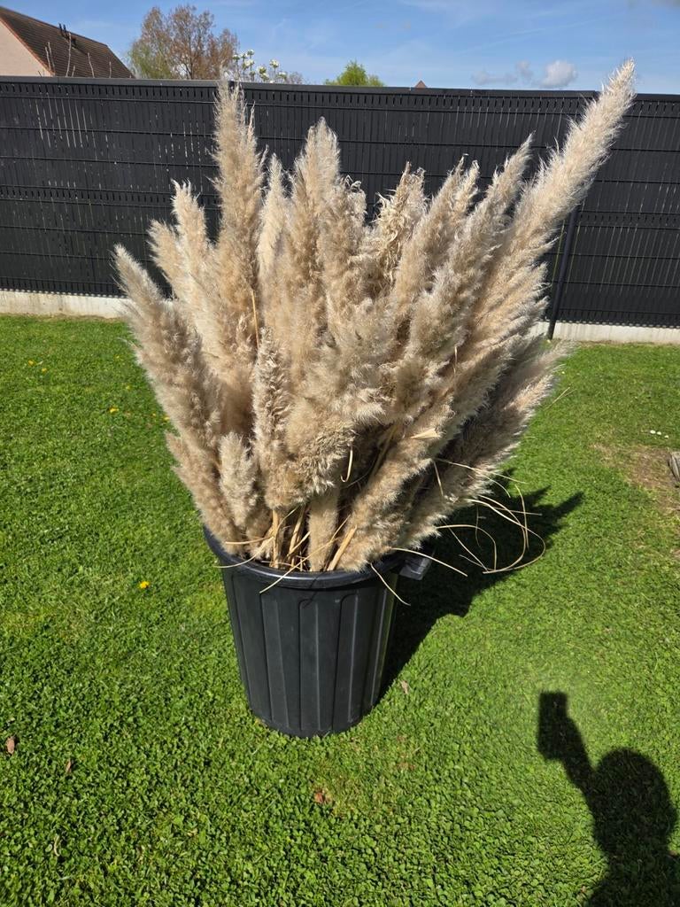Gros bouquet de Pampas., Enlèvement