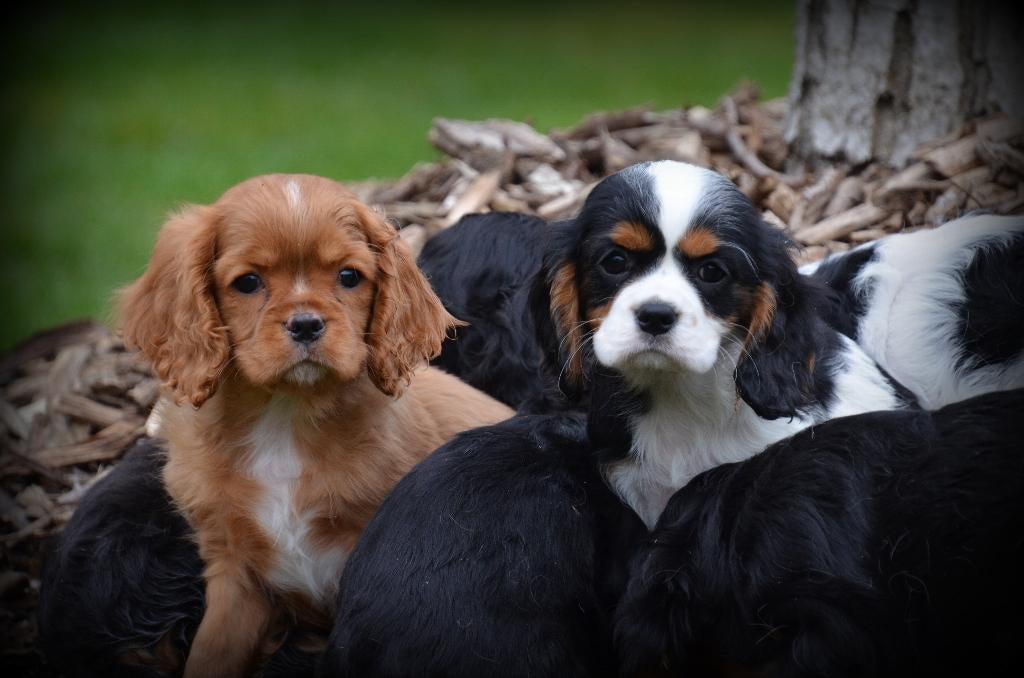 pups Cavalier King Charles Spaniel, Dieren en Toebehoren, Parvo, België, 8 tot 15 weken, Meerdere
