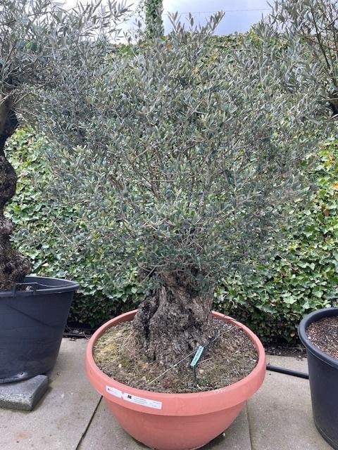 olijfboom, Tuin en Terras, Planten | Bomen, Lente, 100 tot 250 cm, Olijfboom, Ophalen
