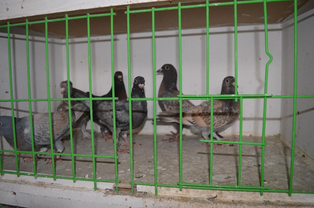 kleurpostduiven, Dieren en Toebehoren, Postduif