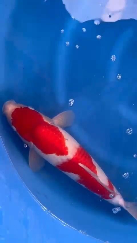 VHQ Japanse koi kohaku, Dieren en Toebehoren, Karper of Koi
