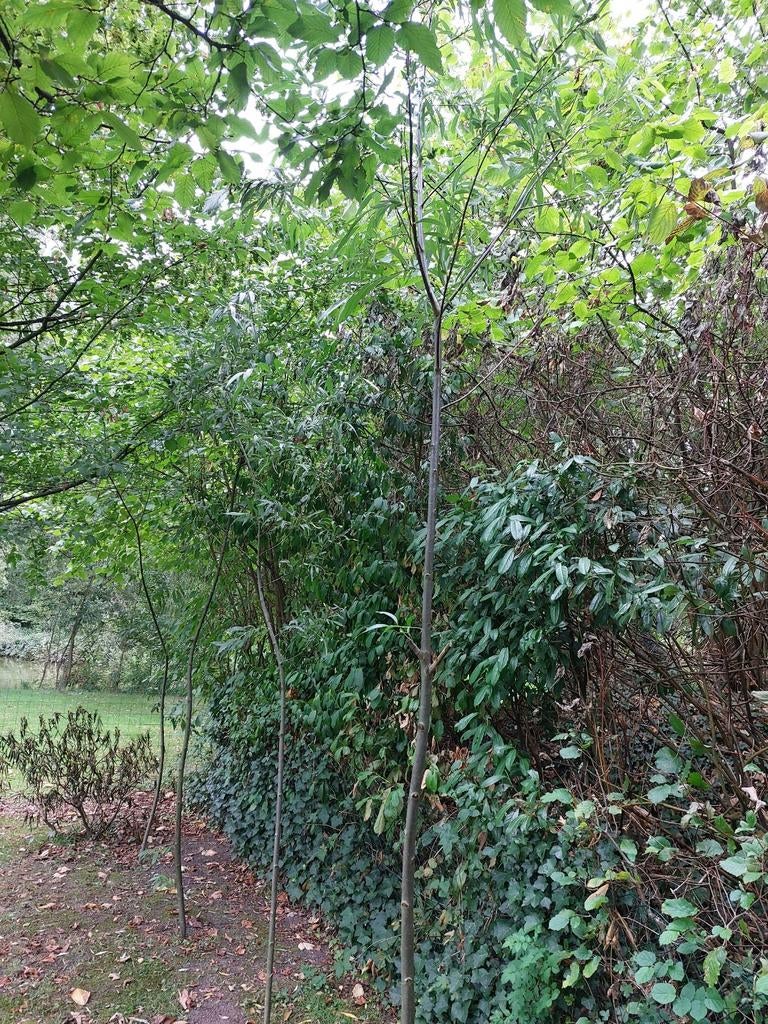 Wilgen 1 jarig, Ophalen