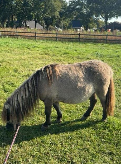 Belle jument de couleur sauvage de 6 ans (enceinte) NL, Animaux & Accessoires, Poneys, Jument, 3 à 6 ans, Avec puce électronique