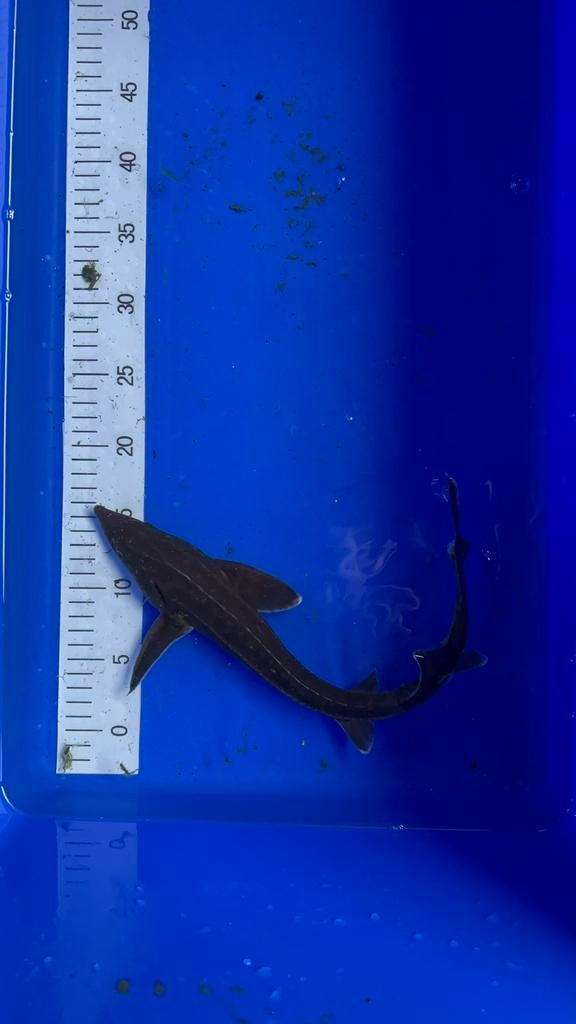 Steur +-45cm, Dieren en Toebehoren, Vissen | Vijvervissen, Steur