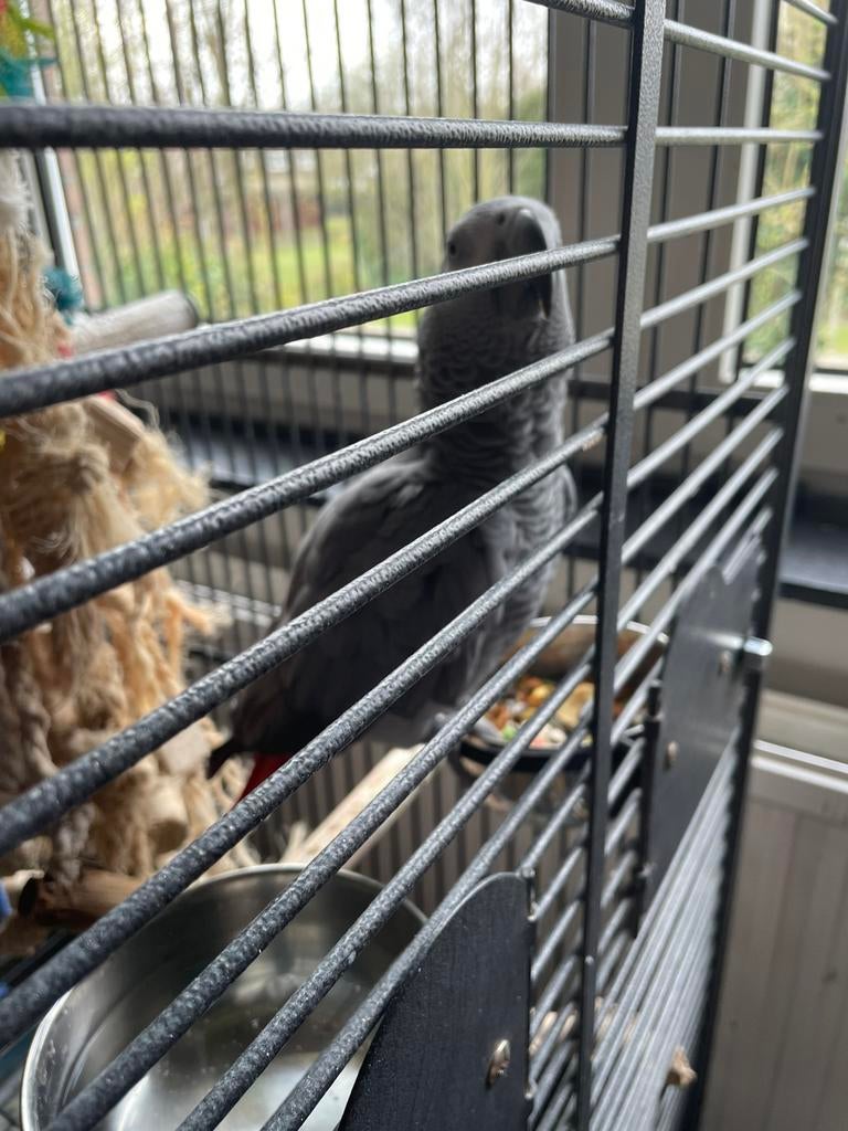 Pratende grijze roodstaart papegaai met cites en kooi, Dieren en Toebehoren, Papegaai