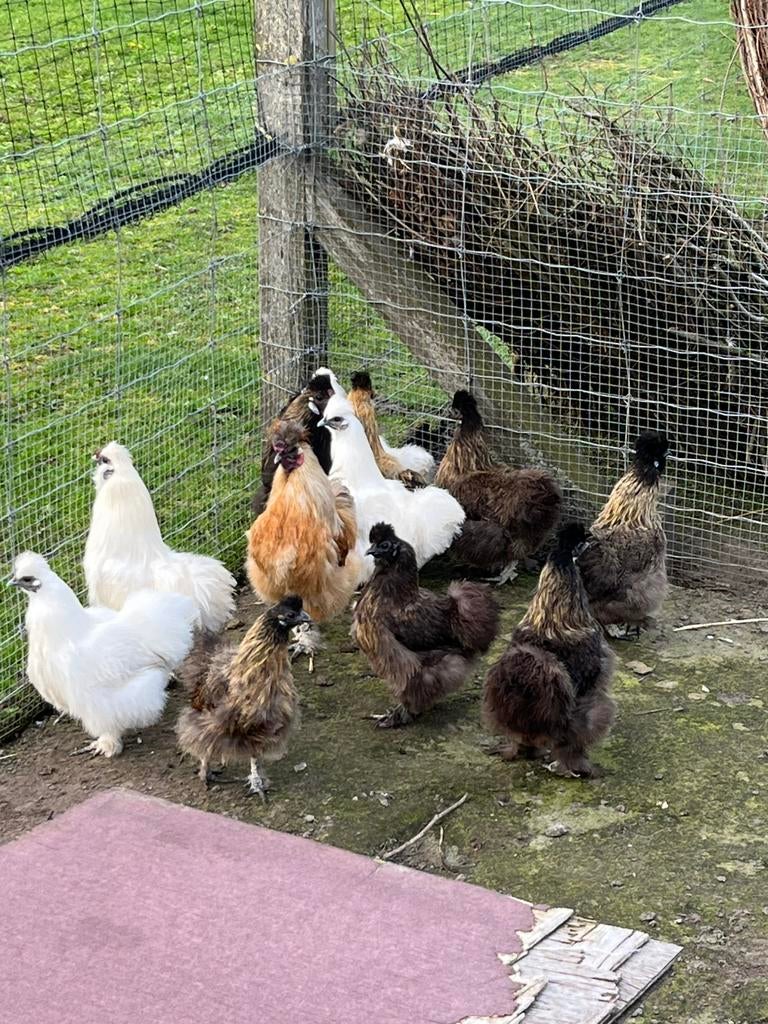 Zijdehoen, Dieren en Toebehoren, Pluimvee