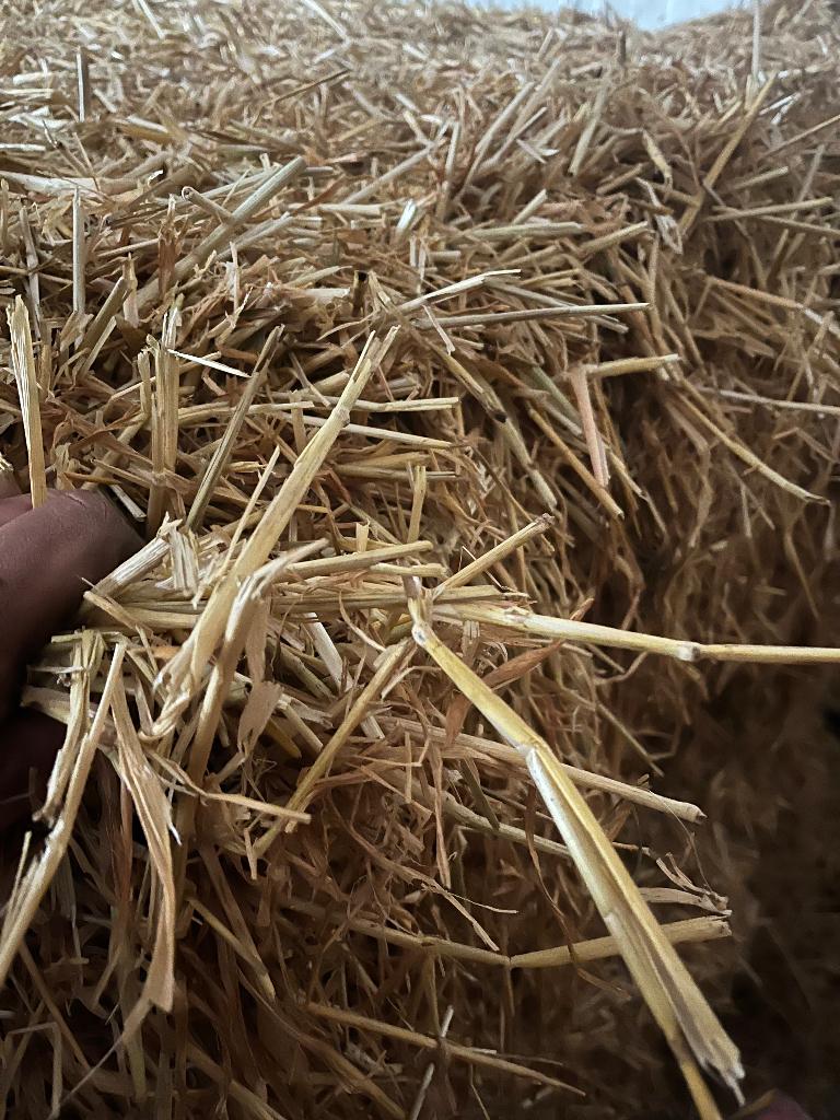 Stro, Dieren en Toebehoren, Dierenvoeding, Ophalen of Verzenden, Vee