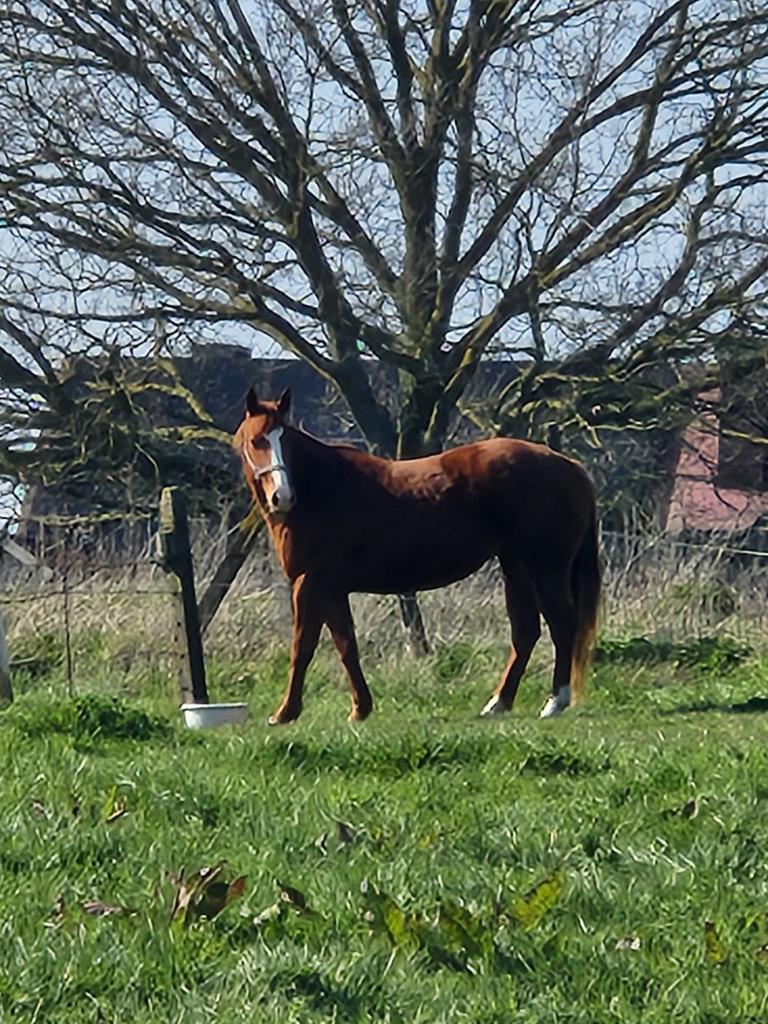13j vosse merrie, Animaux & Accessoires, Chevaux, Jument, Ne s'applique pas, 160 à 165 cm, 11 ans ou plus, Cheval western, Avec puce électronique