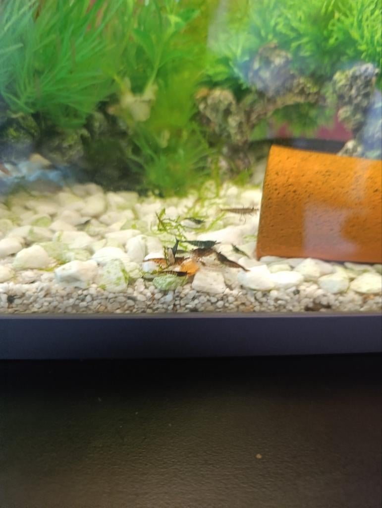 Garnalen wildkleur, Dieren en Toebehoren, Vissen | Aquariumvissen, Kreeft, Krab of Garnaal, Zoetwatervis