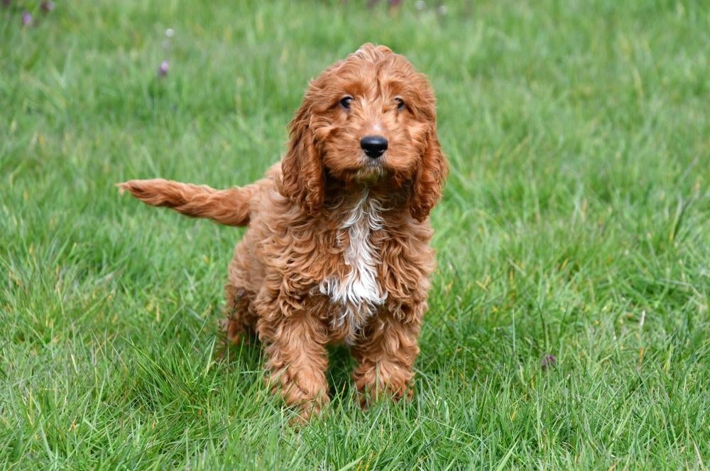 Cockapoo pups te koop