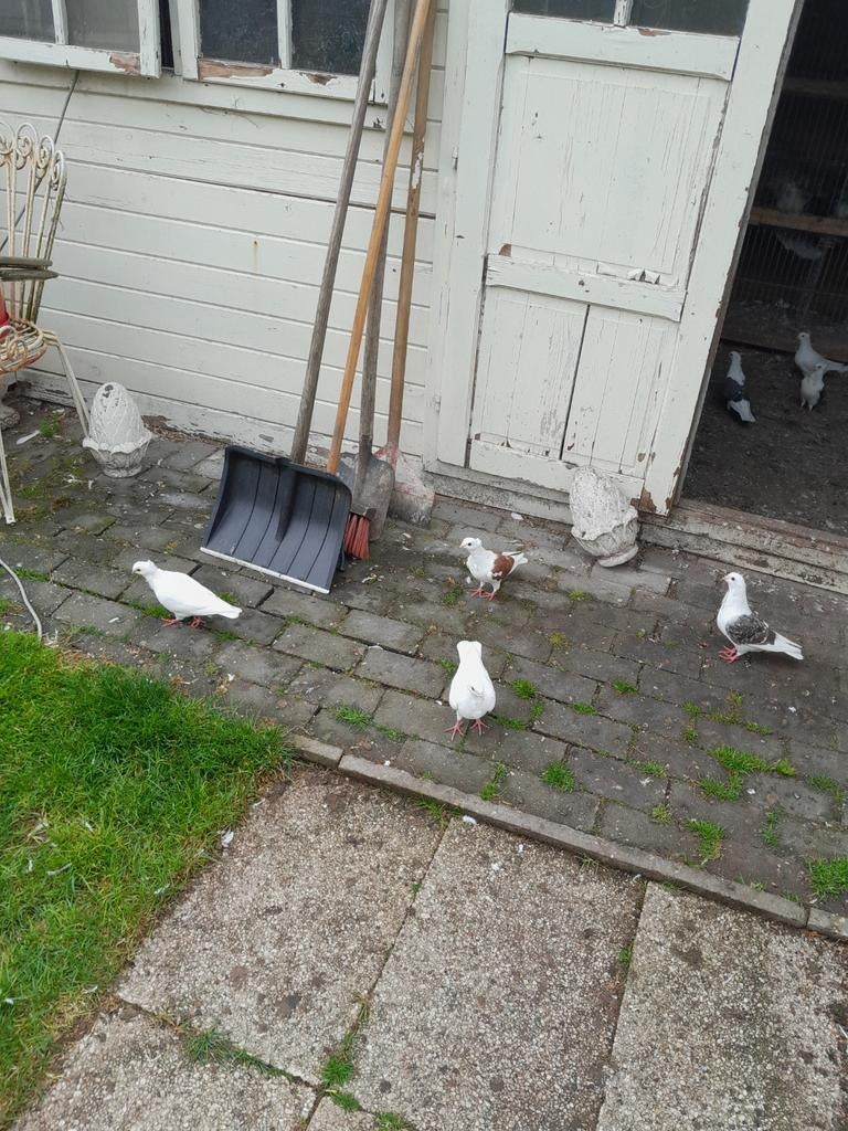 Sierduiven, Dieren en Toebehoren, Pluimvee