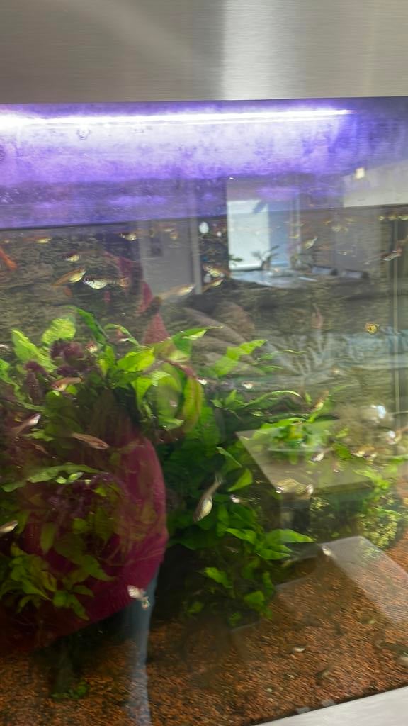 Verschillende kleuren guppies te koop, Dieren en Toebehoren