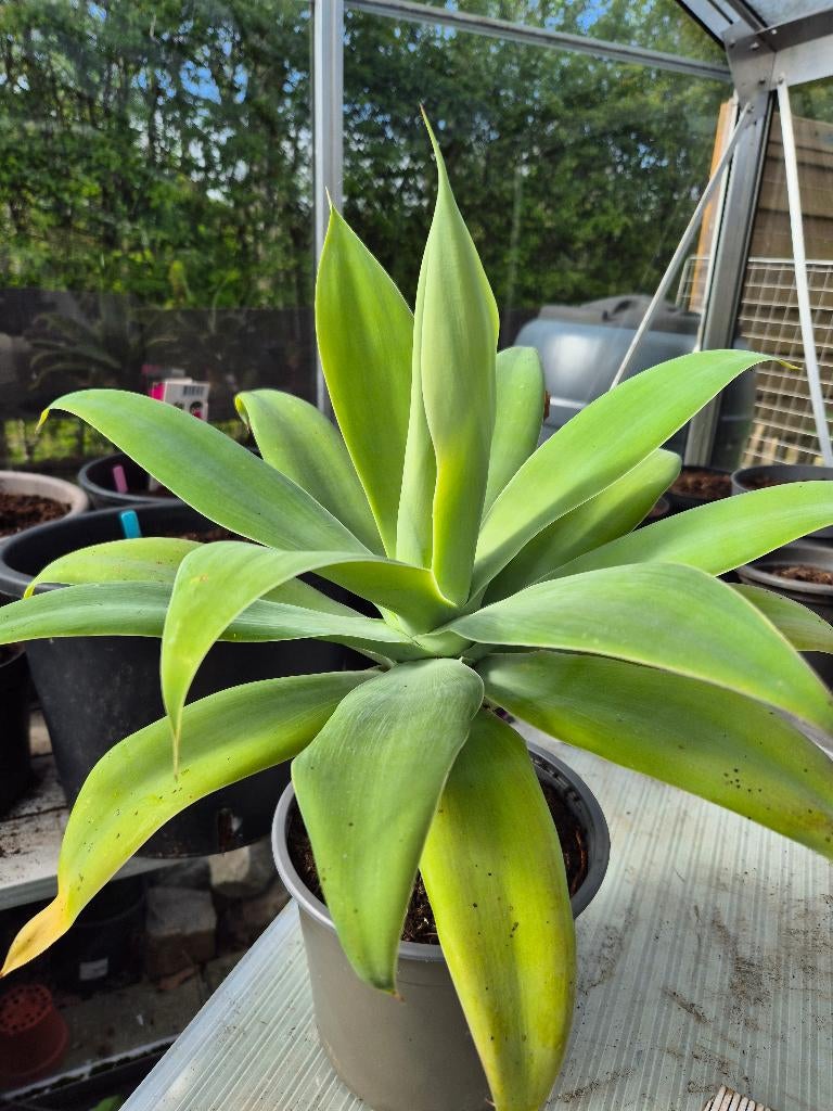 Agave attenuata, Jardin & Terrasse, Enlèvement, Plante fixe, Autres espèces
