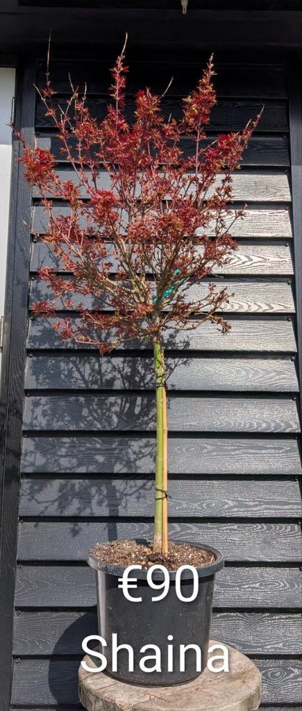 Acer palmatum Shaina japanse esdoorn rood, Tuin en Terras, Planten | Bomen, Ophalen, In pot
